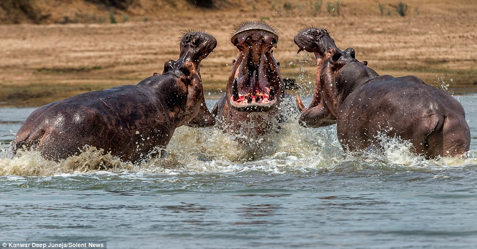 3 Hipopótamos de boca aberta como se estivessem um brigando com o outro.